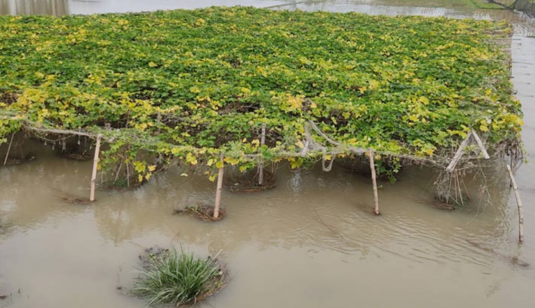 বাড়ছে যমুনার পানি, তলিয়ে যাচ্ছে ফসলি জমি