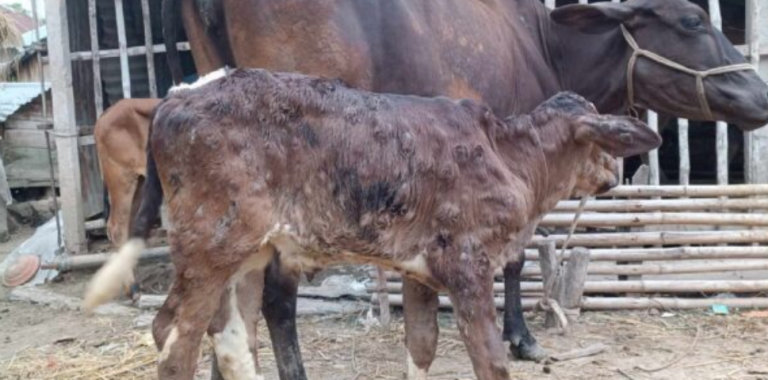সিরাজগঞ্জ তাড়াশে ছড়িয়ে পড়ছে গরুর ‘লাম্পি স্কিন’ রোগ,খামারিরা দিশেহারা
