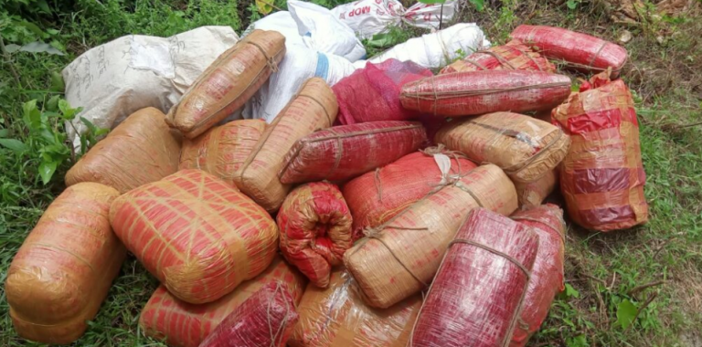 সিরাজগঞ্জ শাহজাদপুরে ৬৭ লাখ টাকার গাঁজা ধ্বংস