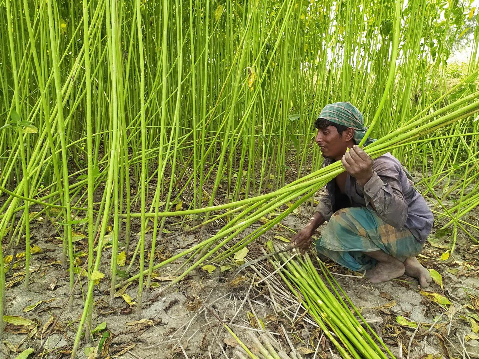 সিরাজগঞ্জর উল্লাপাড়ায় লক্ষ্যমাত্রার চেয়ে বেশি পাটের আবাদ