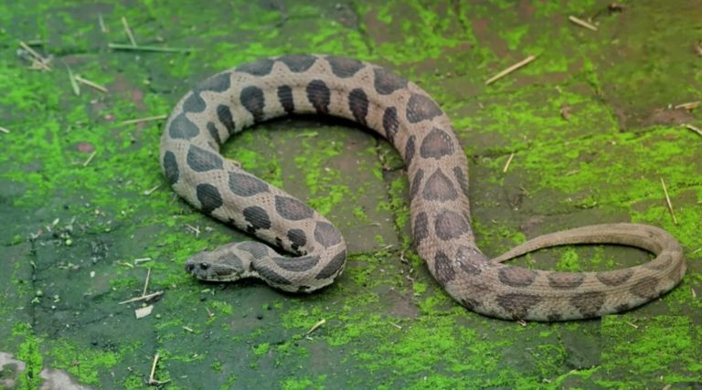 সিরাজগঞ্জ কামারখন্দে মিলল রাসেল ভাইপারের বাচ্চা, এলাকায় আতঙ্ক