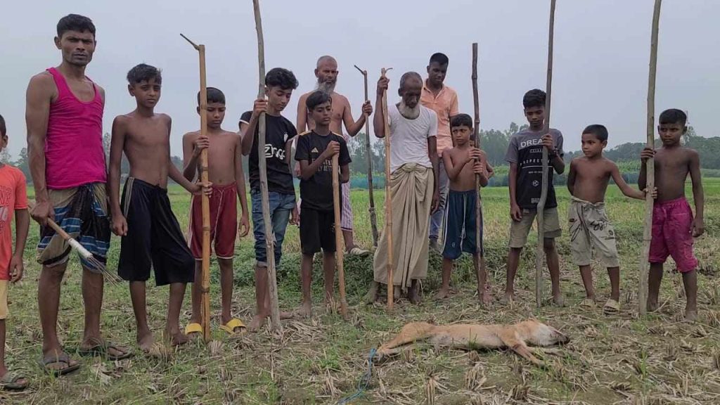শাহজাদপুরে শিয়ালের আক্রমণে ক্ষতবিক্ষত গৃহবধূ: রক্ষা করতে গিয়ে আহত সাবেক সেনা সদস্য