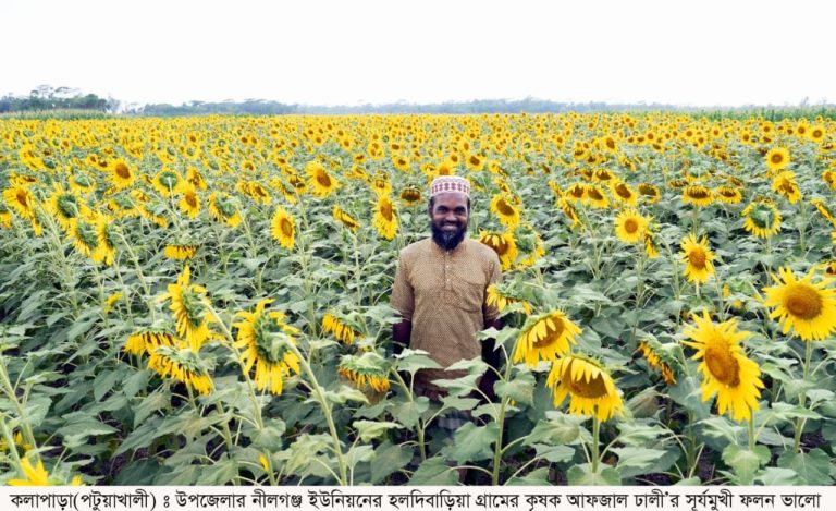 কলাপাড়া সূর্যমুখীর চাষে বাম্পার ফলন, কৃষকরা সাফল্য।